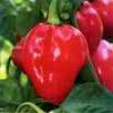 HOW TO REMOVE PESTICIDES FROM FRUITS AND VEGETABLES