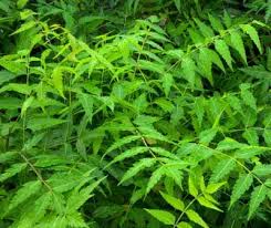Preserve Clothes from Pests Using Neem Leaves